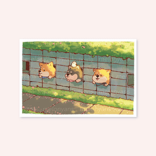 Peeking Shibas Print